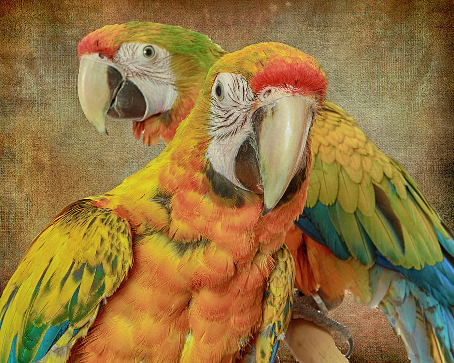 camelot macaw